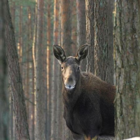 Kwatera Na Bagnach Osowiec  Экстерьер фото